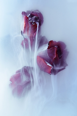 Dryppende rose