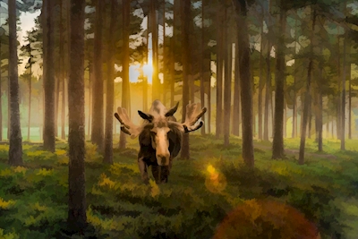 Bull moose in a pine forest