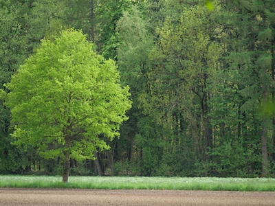 green tree in westphalia