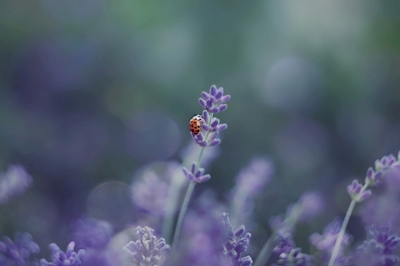  ladybugs in the lavender
