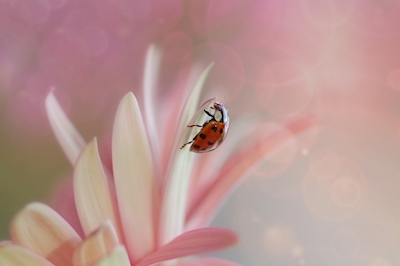 ladybug on gerbera