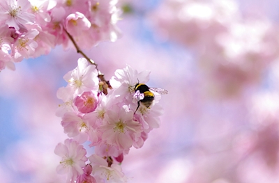 Bumblebee na primavera