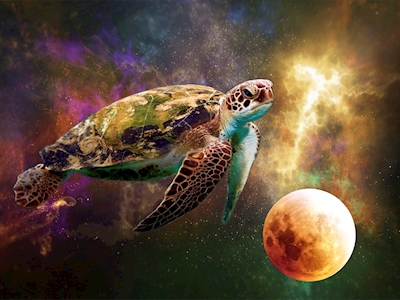 Het universum van de schildpad