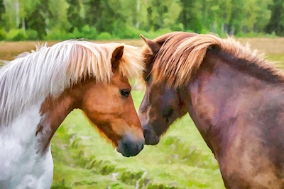 Twee vriendelijke IJslandse paarden 