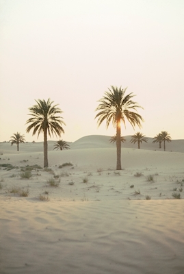 Palmtrees in the desert 