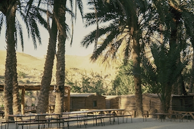 Palmiers à l’ombre 1974