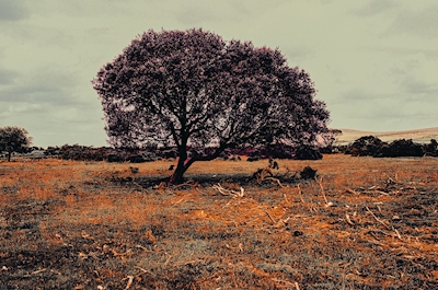 Osamělý strom v Dartmooru