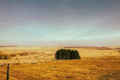 Dartmoor veld