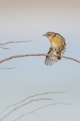 Female stonechat wing-stretch