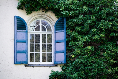 Window between ivy