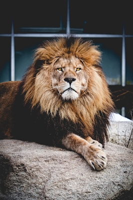 The Lionking