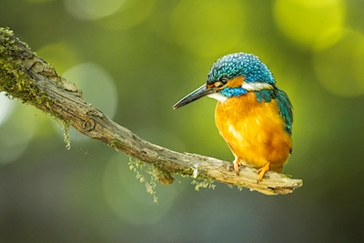 Kingfisher in waiting position