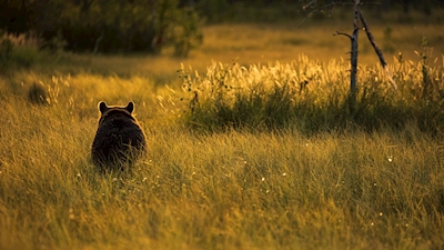 Medvěd při západu slunce