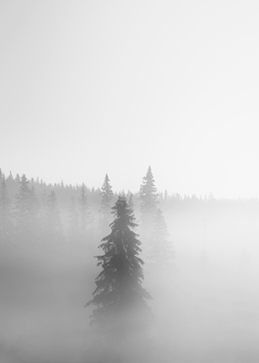 Pijnbomen in mist