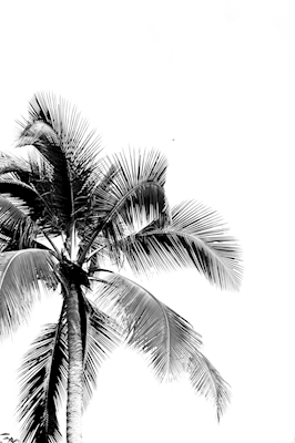 Der Traum von Palmen