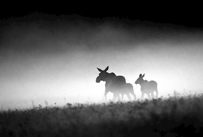 Krowa łosia z cielętami w wieczornej mgle