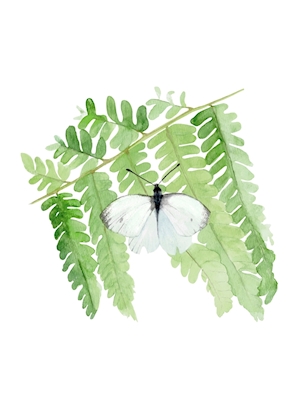Zelný motýl na kapradině