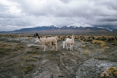 Llama family