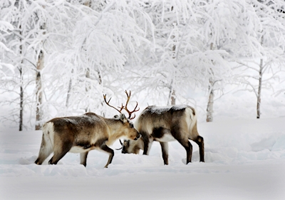 Reindeer Reindeer in  snow