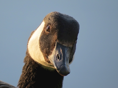 Thinking goose