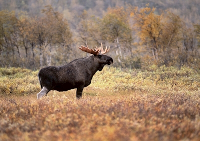 Łoś byk w jesiennym krajobrazie