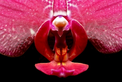 Vaaleanpunainen kukka