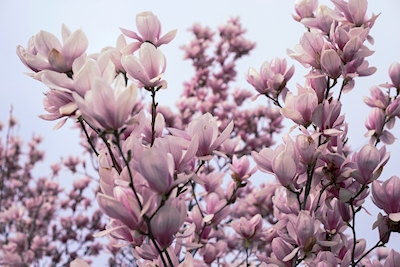 Flores de magnolia