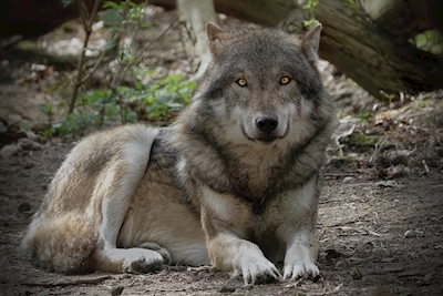 Vlk samotář