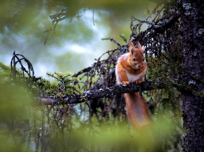 Squirrel in spruce