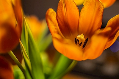 Tulipanes, Naranja