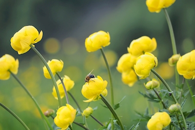 Flor da montanha com abelha