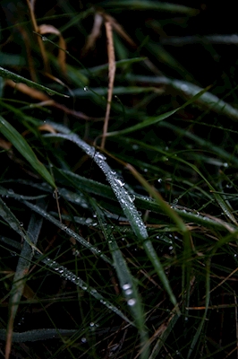 Kropla deszczu uderza w źdźbło trawy