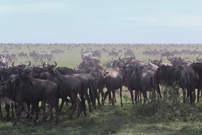 Herd of wildebeest
