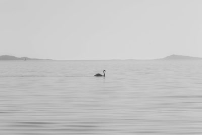 Swan in backlight