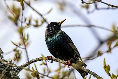 A starling in the spring sun