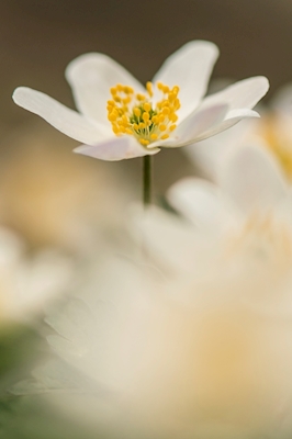Znak wiosny: Biały anemon: