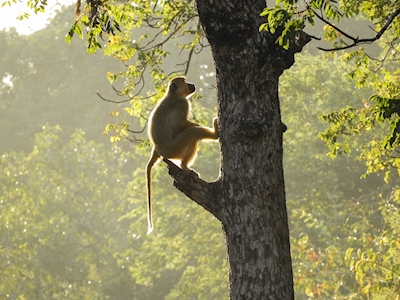 Scimmia sull'albero
