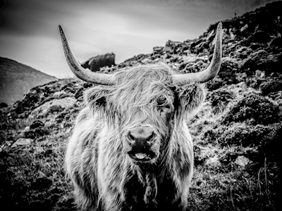 Skotska högländerna boskap