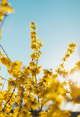 La firma de la primavera - Flores amarillas