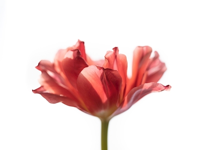 Jarní tulipán