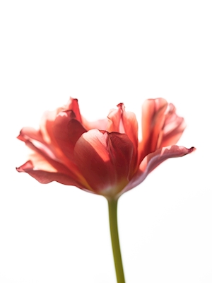 Jarní tulipán 2
