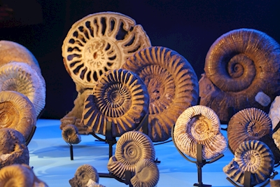 Ammonitter - vidner om deres tid