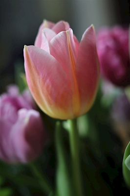 Tulipaner