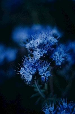 Blå time blomst