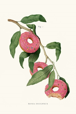Donut Pflanze 
