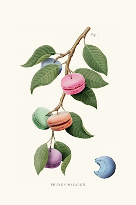 Macaron Pflanze