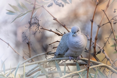 Eurasijská obklopená holubice předstírá