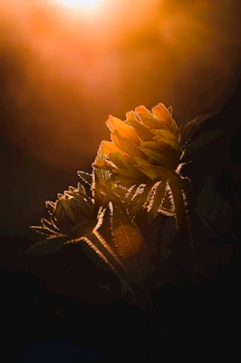 Sonnenblumen für den Frieden
