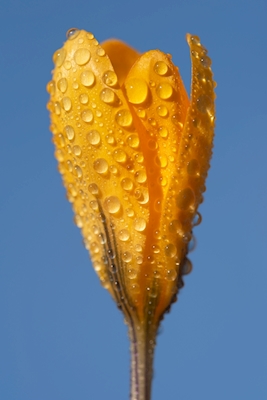 gul blommande krokus