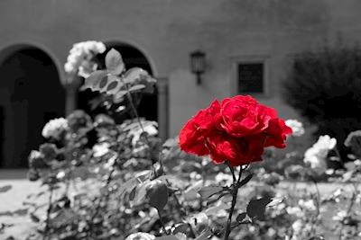 Blomma i svart-vit-röd